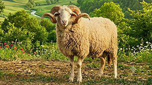 Adak Kurbanı
